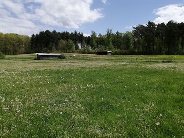 Varkensbedrijf moet wijken voor natuur - Beringen