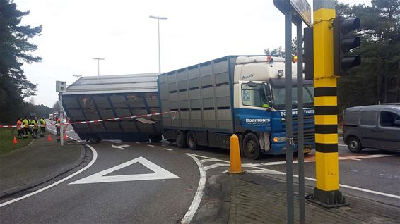 Varkenstransport gekanteld op druk kruispunt - Overpelt