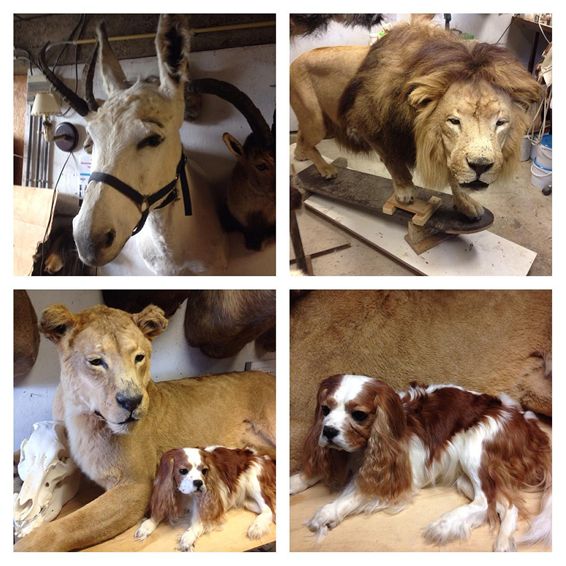 Veel bezoekers bij Taxidermieke - Peer