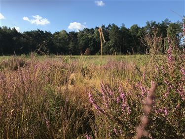 Veel heide verdord door hitte - Beringen & Leopoldsburg