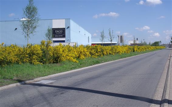 Véél kleur in het straatbeeld - Lommel