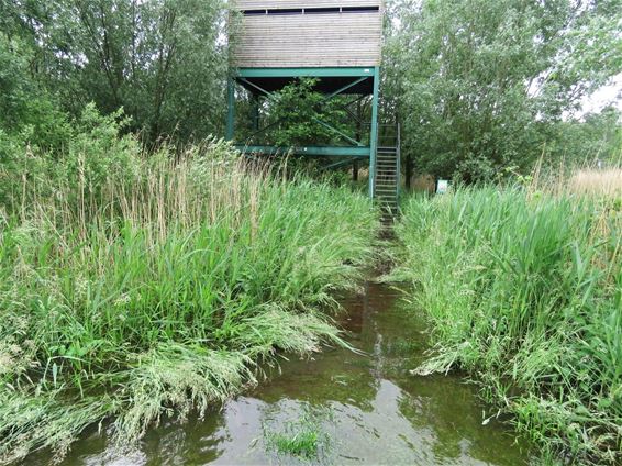 Veel sterfte onder broedvogels door regenval - Neerpelt