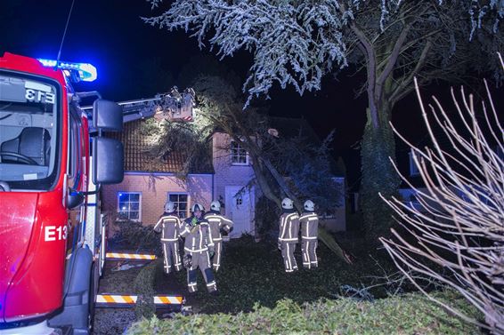 Veel stormschade in Beringen - Beringen