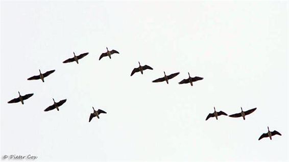 Veel vogels geteld op Maatheide - Lommel