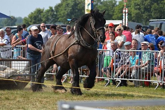 Veel volk (en paarden) op Hennemeeuwis - Neerpelt