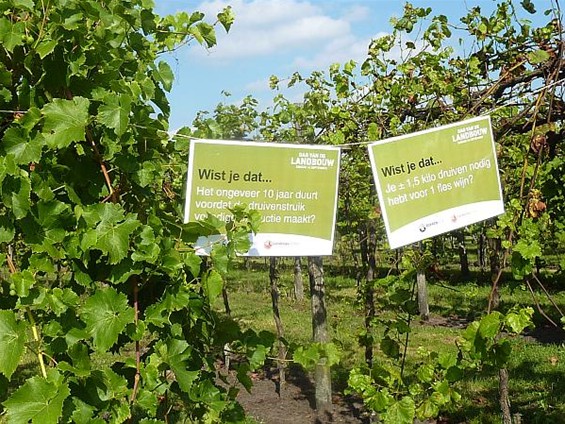 Veel volk in zonnig wijndomein - Hamont-Achel