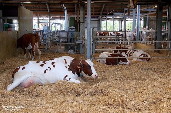 Veel volk op dag van de landbouw - Hamont-Achel