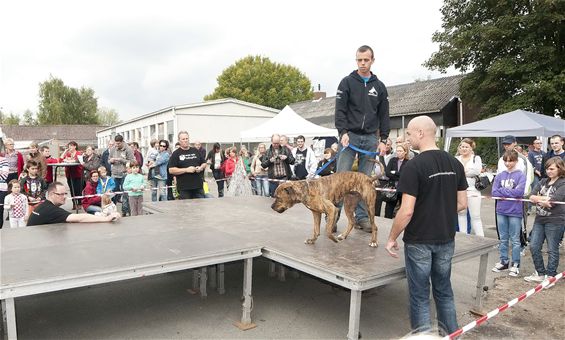 Veel volk voor 'dier en matras' - Lommel