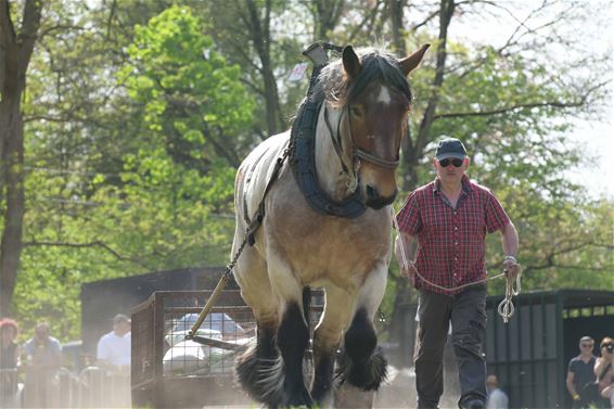 Veel volk voor trekwedstrijd boerenpaarden - Beringen