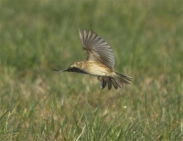 Veldleeuwerik is Vogel van het jaar - Beringen & Leopoldsburg