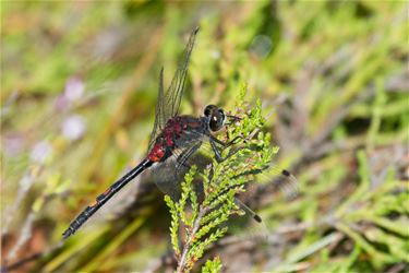 Venwitsnuitbel (Leuchorrhinia) - Beringen