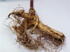Verdiep u eens in ginseng - Lommel