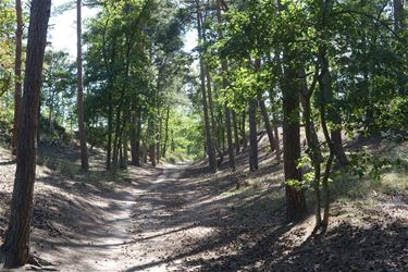 Verdroging bedreigt de bossen