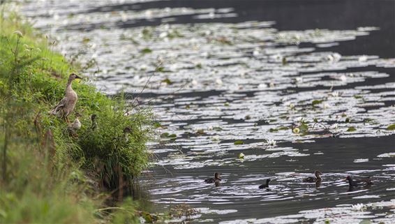 Verfrissende beelden uit Gelderhorsten - Lommel