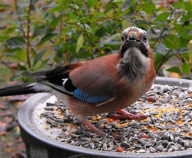 Vergeet de vogels niet