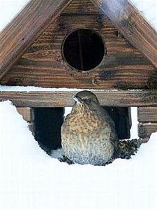 Vergeet de vogels niet - Overpelt