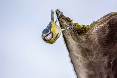 Vergeet de vogeltjes niet - Beringen