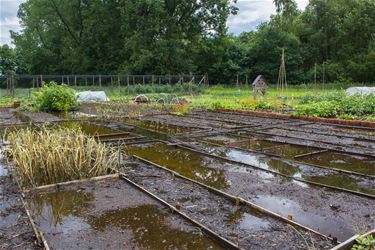 Vergoeding voor schade in de volkstuintjes - Beringen
