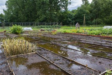 Vergoeding voor schade in de volkstuintjes - Beringen