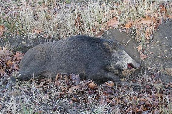 Verkeersongeval bij drijfjacht - Hechtel-Eksel