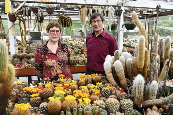 Verliefd op cactussen - Beringen