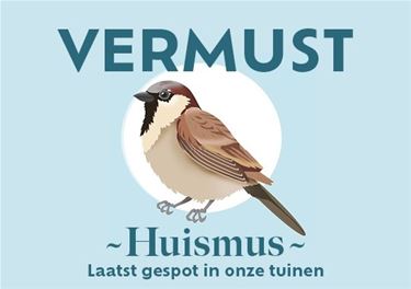 Vermust: heb jij de huismus gezien?