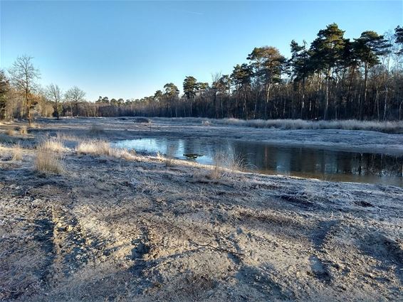 Vernattingsproject in het Kolisbos achter de rug - Bocholt & Pelt