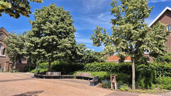 Vernieuwd marktplein toont groene ambities - Pelt