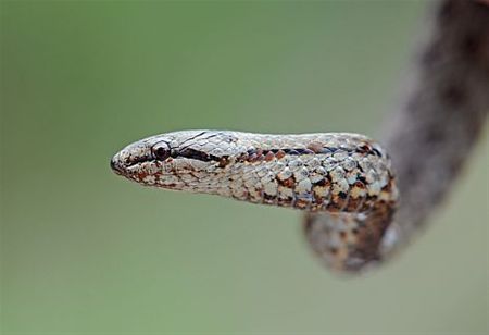 Verrassingen tijdens biodiversiteitsweekend - Lommel