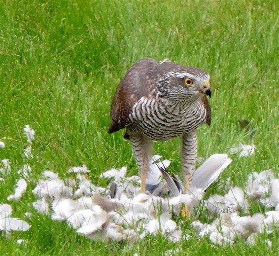 Verrast bij de maaltijd - Overpelt