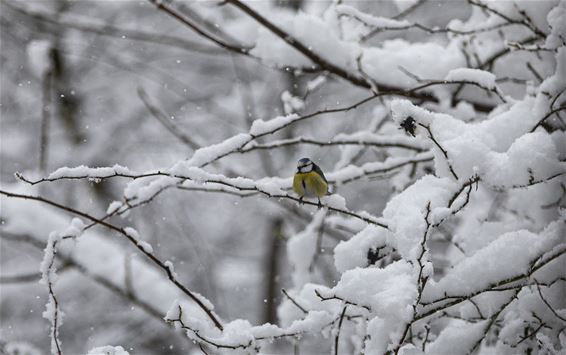 Verse sneeuw in maart - Lommel