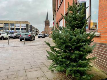 Versier een kerstboom in Paal - Beringen
