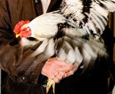 Versoepeling maatregelen vogelgriep