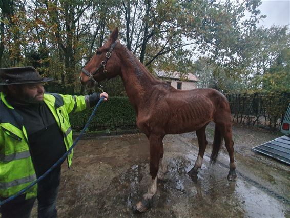 Verwaarloosd paard in beslag genomen - Beringen