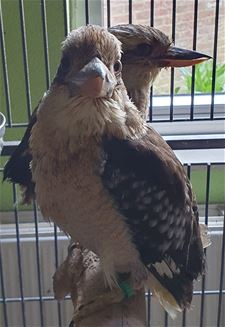 Verwaarloosde dieren in beslag genomen - Pelt