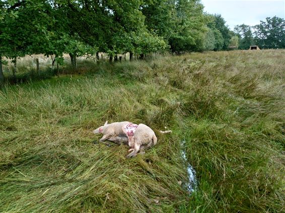 Vier schapen doodgebeten in Koersel - Beringen
