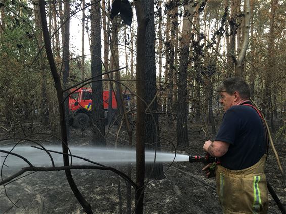 Vier hectare bos afgebrand - Opglabbeek