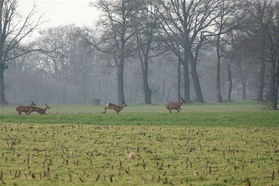 Vier op een rij - Bocholt