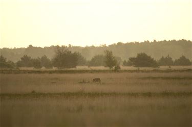 Vier wolvenwelpjes geboren