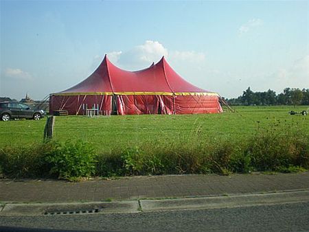 Vieren in de wei - Neerpelt