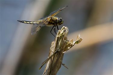 Viervleklibel (Libella Quadrimaculata) - Beringen