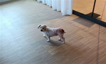 Viervoeter in de bib - Pelt