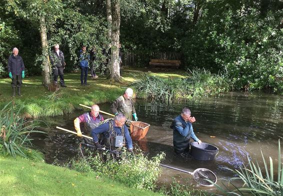 Vijver in Dommelhofpark wordt zuivergemaakt - Neerpelt