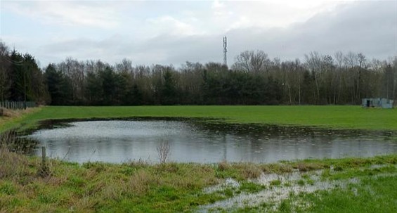 Vijvertje op Lommelsakker - Neerpelt