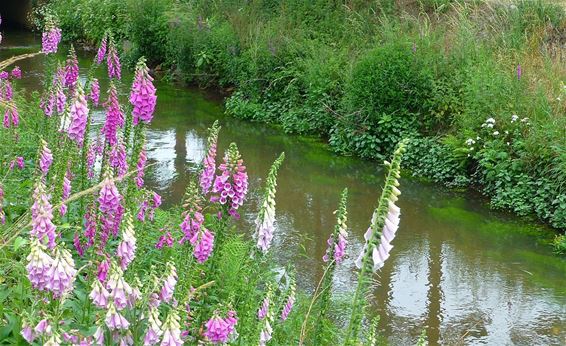 Vingerhoedskruid langs de Dommel - Neerpelt