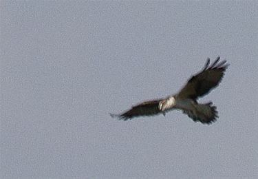 Visarend boven het Hageven - Pelt