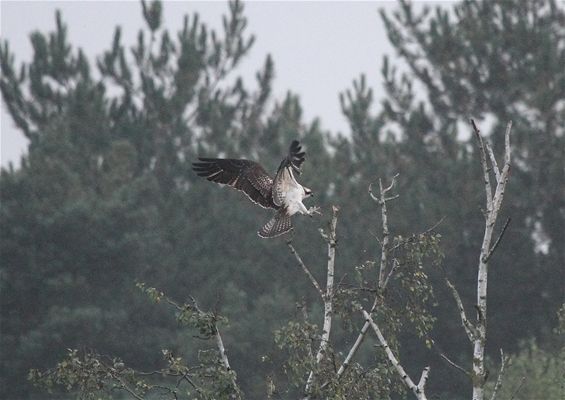 Visarend gespot - Lommel