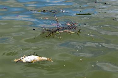 Vissterfte op Albertkanaal - Beringen