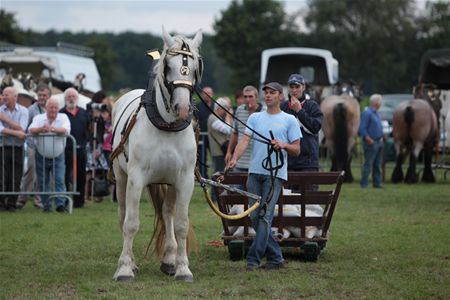 Vlaams trekkampioenschap op Hennemeuwis - Neerpelt