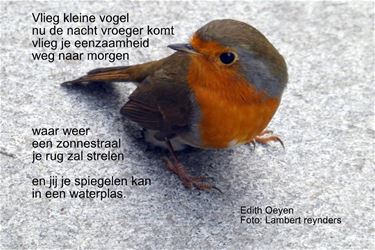 Vlieg kleine vogel - Beringen